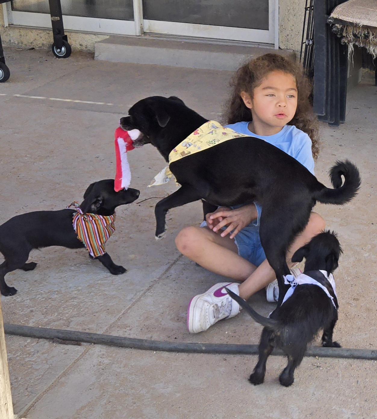 **MILLY & MARCOS (Bonded pair) *Please read bio below, a Adoptable mixed breed in Peralta, NM image 4/6