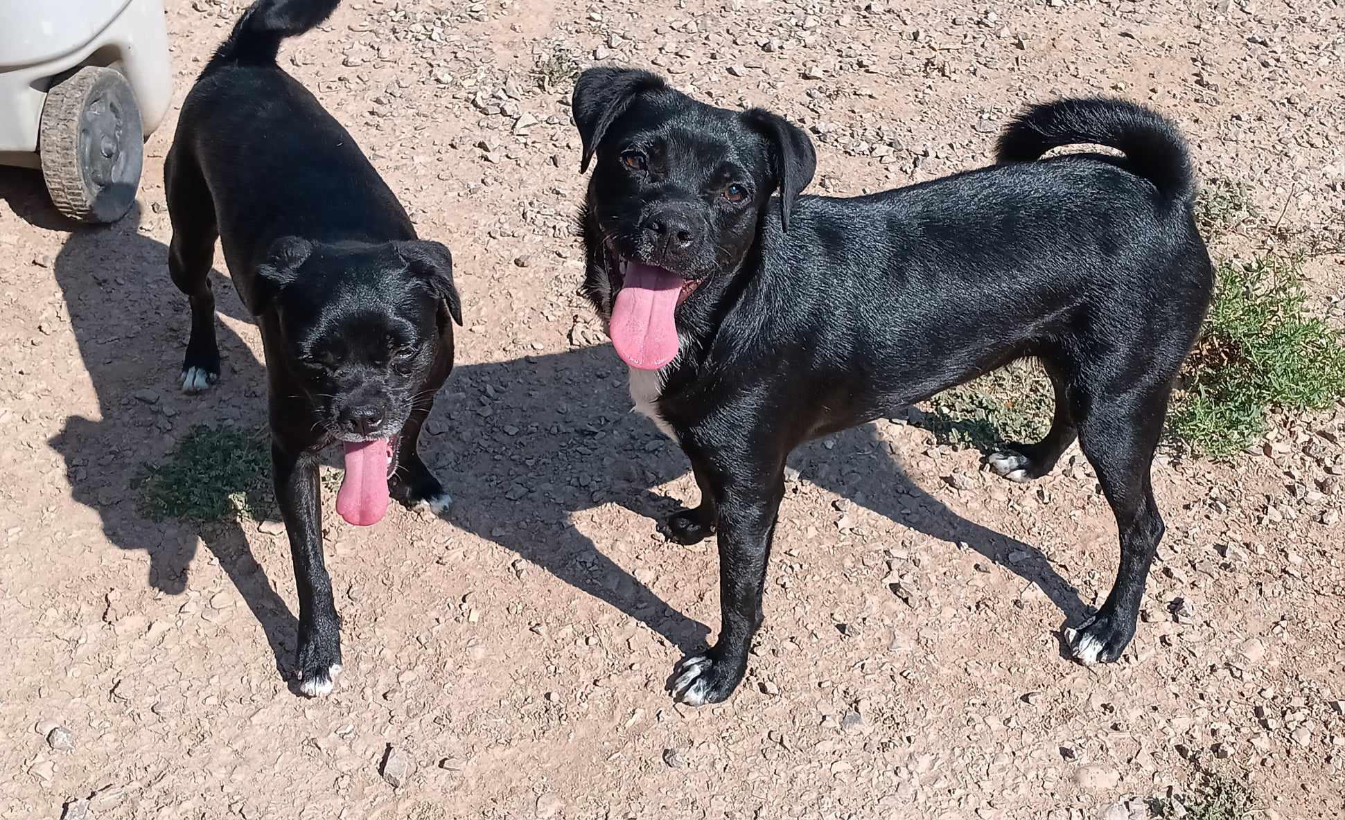 **MILLY & MARCOS (Bonded pair) *Please read bio below, a Adoptable mixed breed in Peralta, NM image 6/6