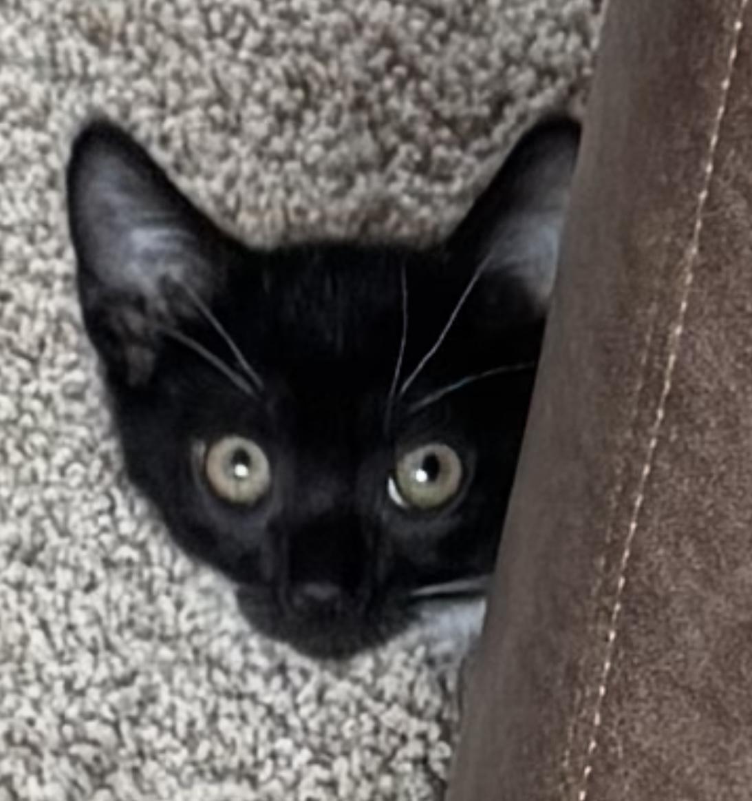 Enlarge Shadow, a Adoptable mixed breed in Woodinville, WA image 3/5