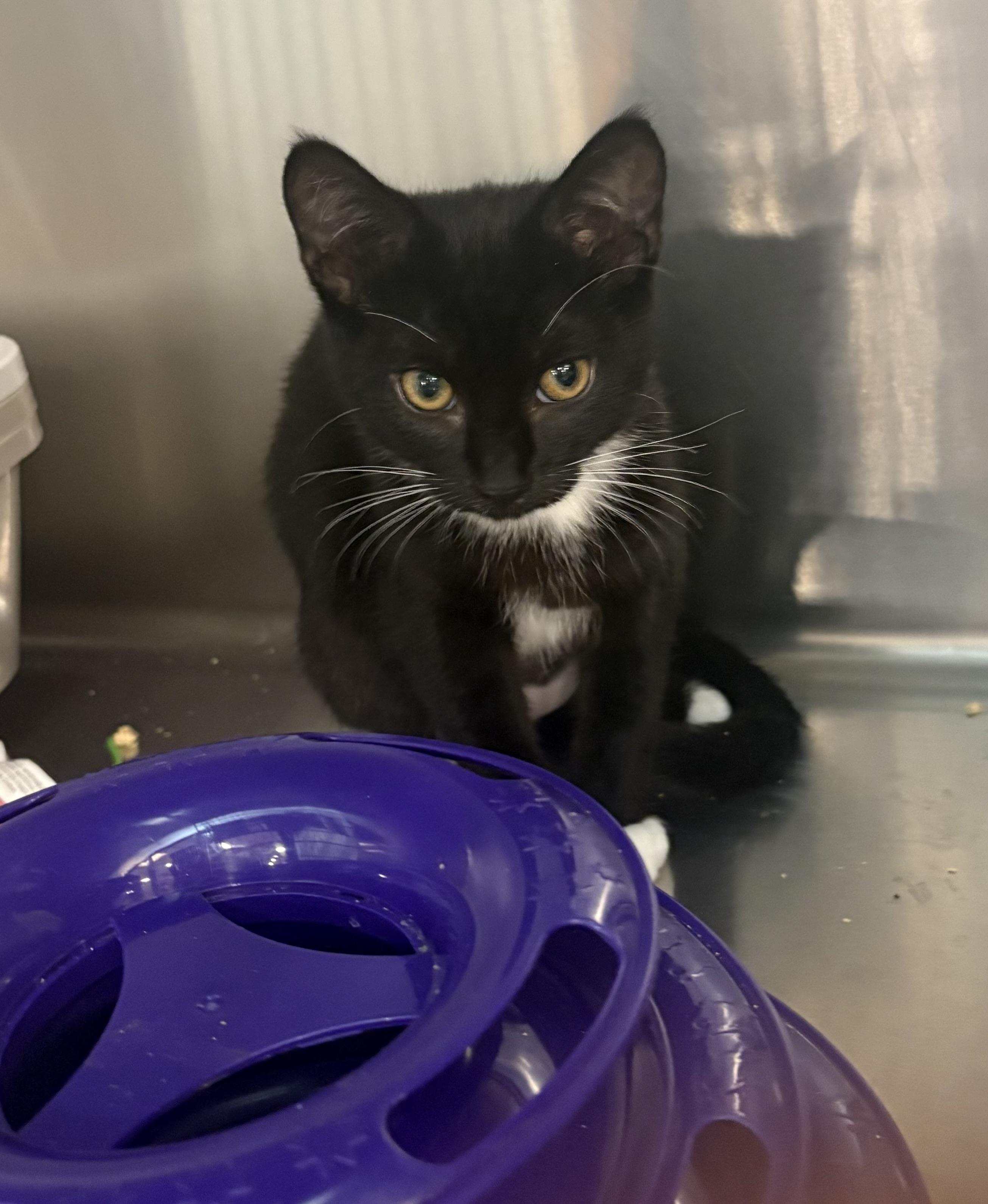 Enlarge Shadow, a Adoptable mixed breed in Woodinville, WA image 2/5