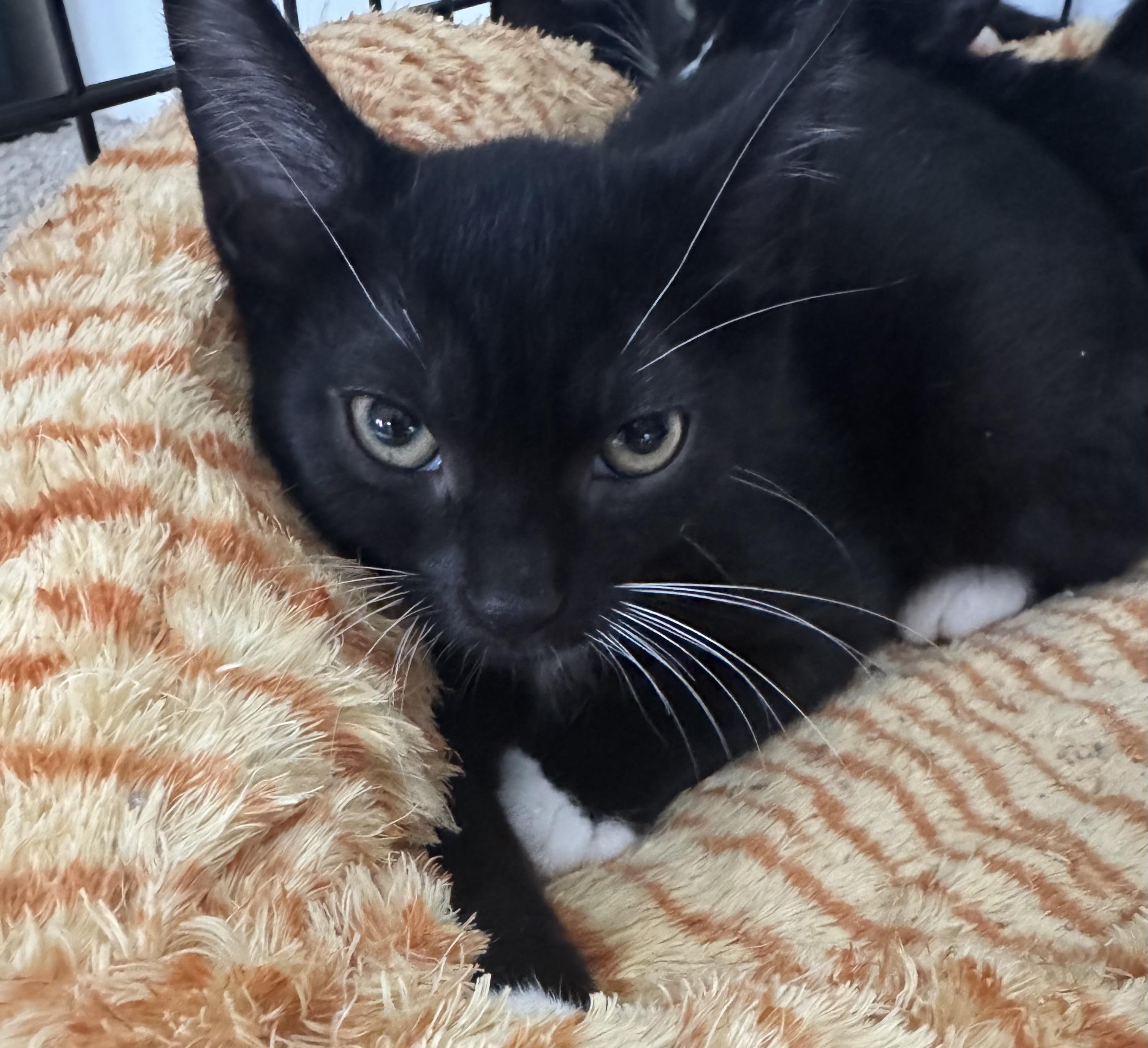 Enlarge Shadow, a Adoptable mixed breed in Woodinville, WA image 5/5