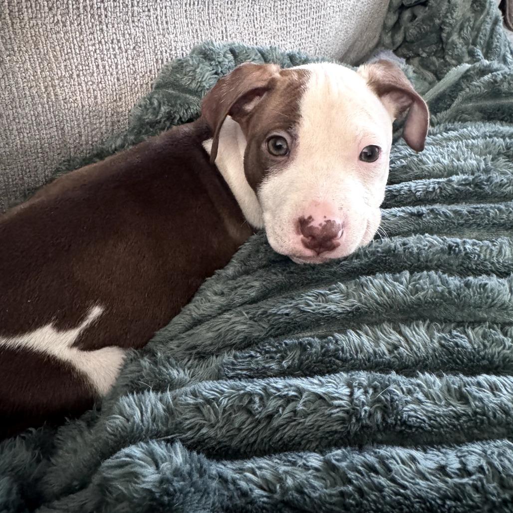 Enlarge Jax, a Adoptable Mixed Breed in Raleigh, NC image 1/6