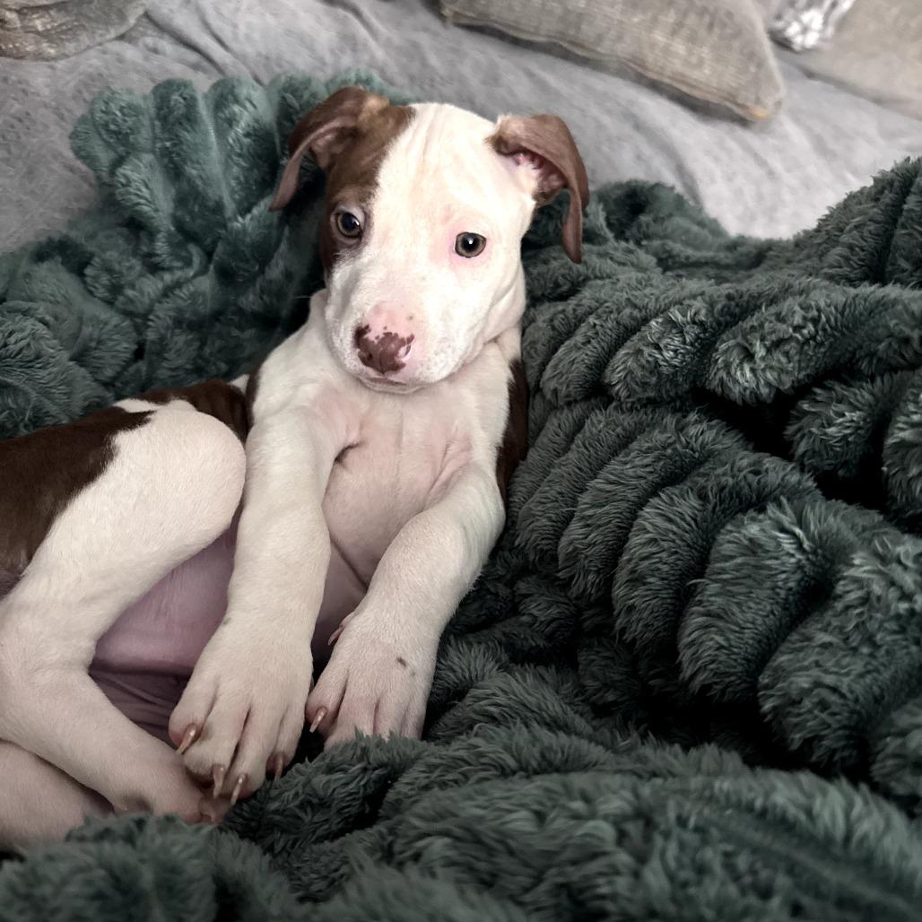 Enlarge Jax, a Adoptable Mixed Breed in Raleigh, NC image 2/6