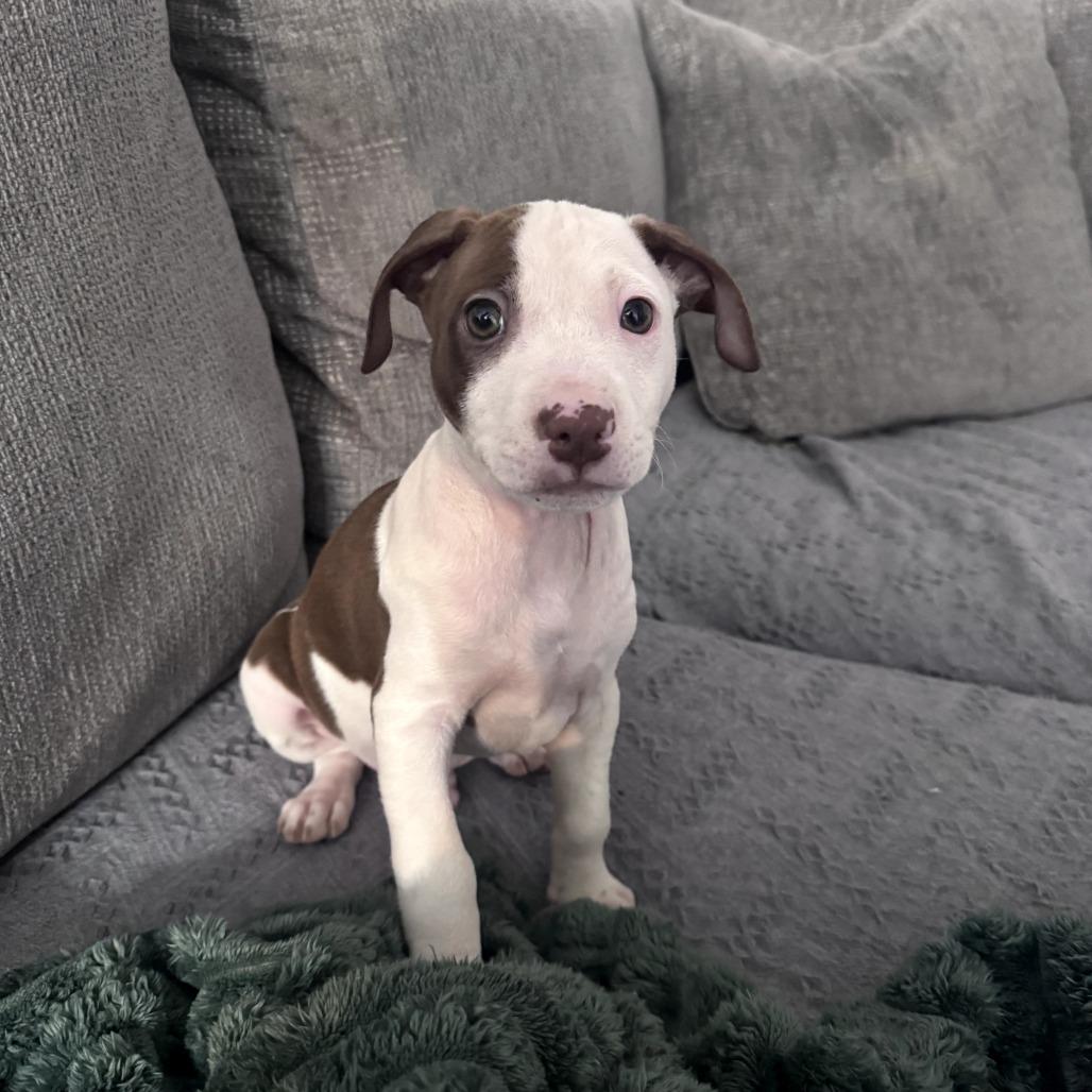 Enlarge Jax, a Adoptable Mixed Breed in Raleigh, NC image 5/6