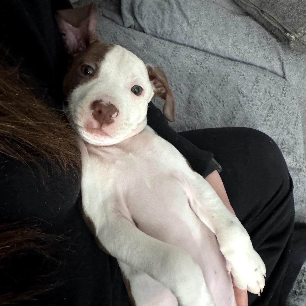 Enlarge Jax, a Adoptable Mixed Breed in Raleigh, NC image 6/6