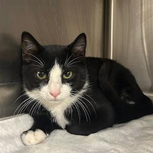Enlarge Fred, a Adoptable Domestic Short Hair in Knoxville, TN image 1/1