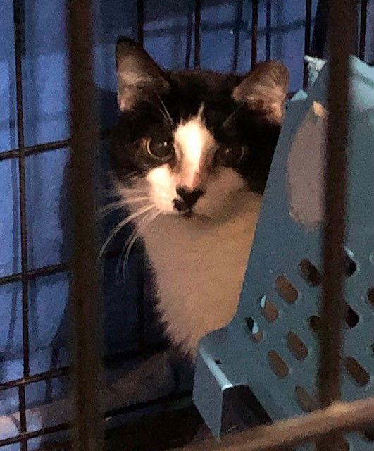 Elenour- (Working Cat), Adoptable, Adult Female Domestic Short Hair.