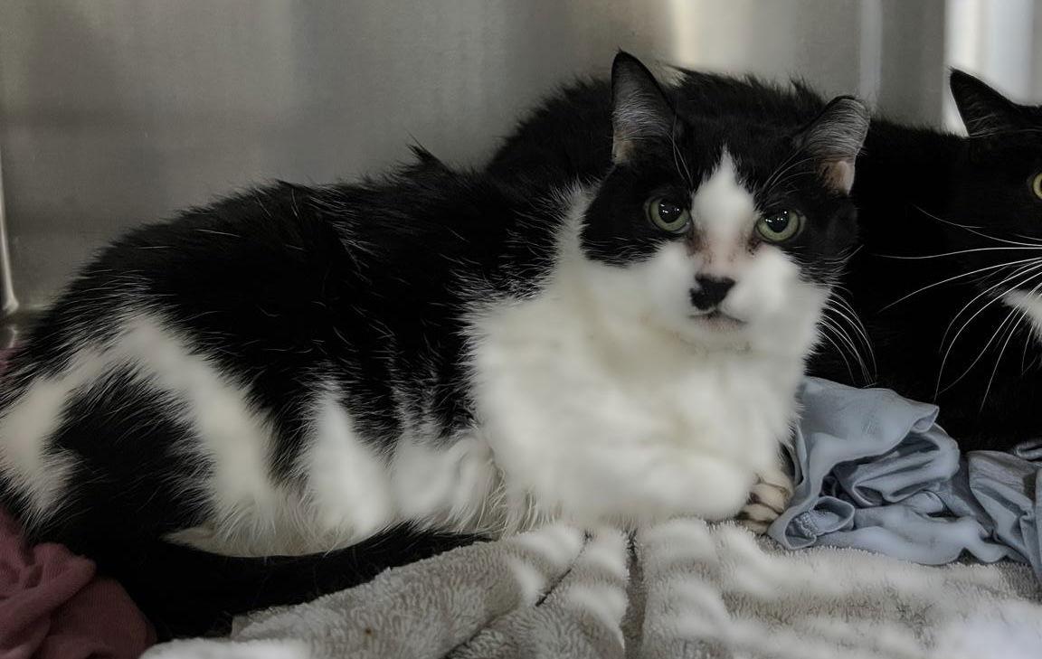 Elenour- (Working Cat), Adoptable, Adult Female Domestic Short Hair.
