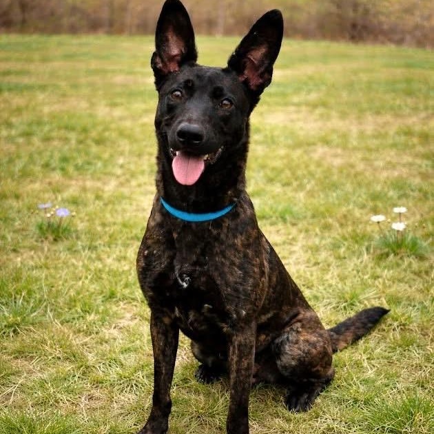 Enlarge Cassie, an adopted mixed breed in Cranford, NJ image 1/4