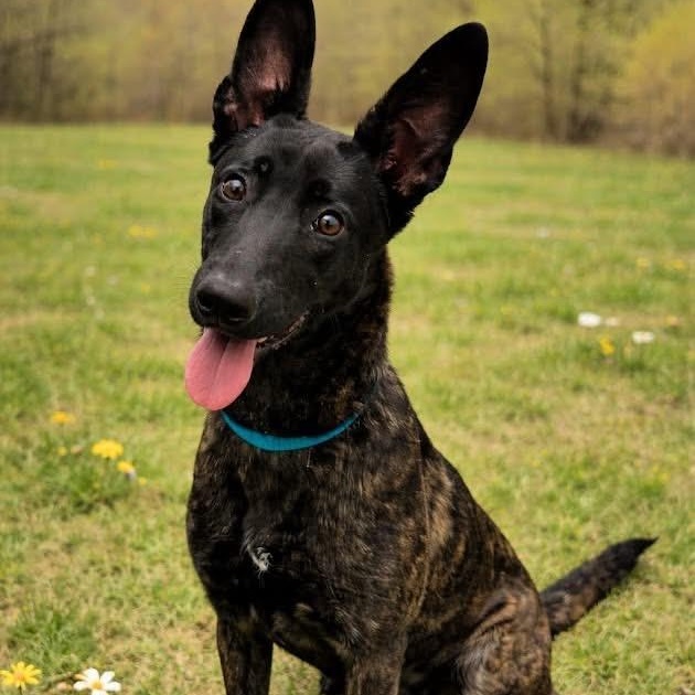Enlarge Cassie, an adopted mixed breed in Cranford, NJ image 2/4