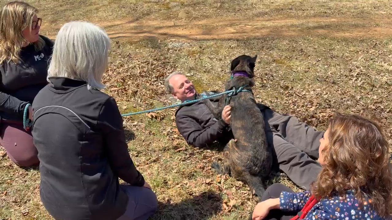 Enlarge Cassie, an adopted mixed breed in Cranford, NJ video 4/4