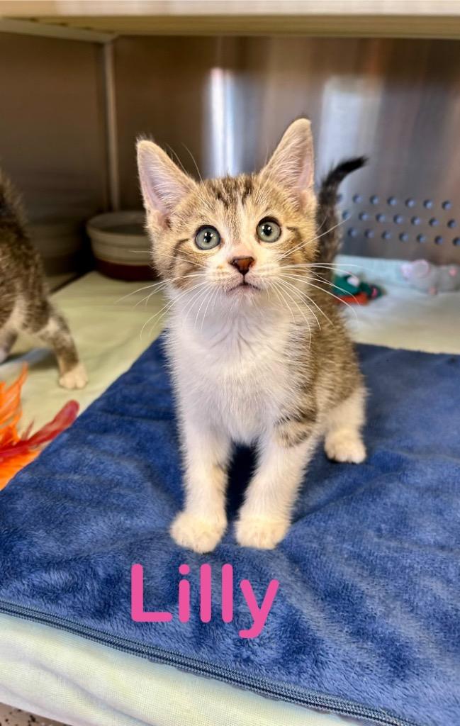 Enlarge Lilly, a Adoptable mixed breed in West Union, OH image 1/1
