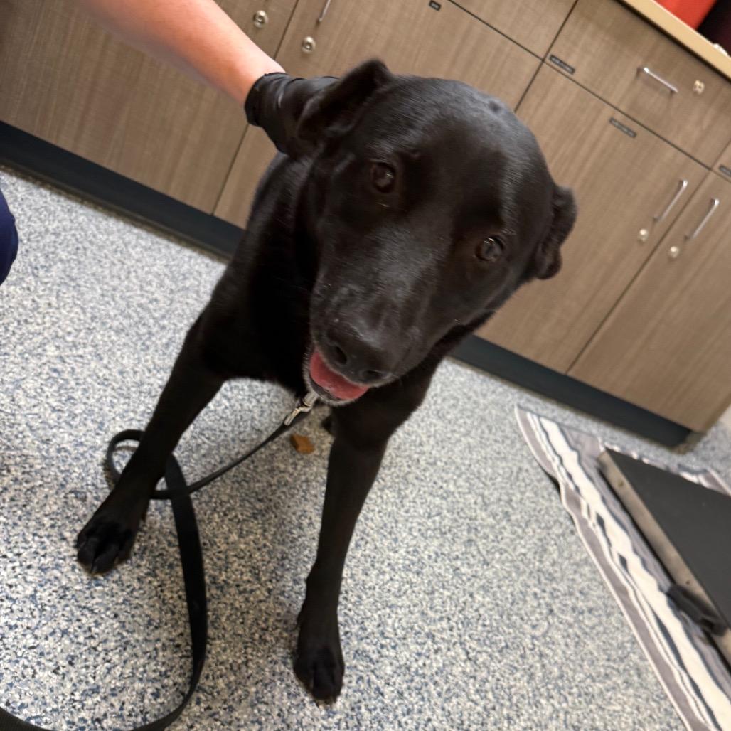 Sassy, Adoptable, Adult Female Black Labrador Retriever & Mixed Breed.