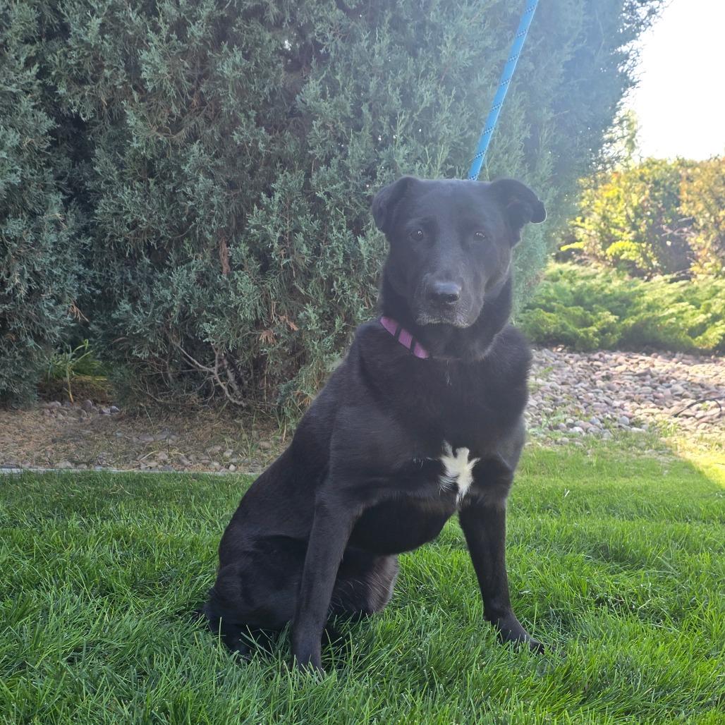 Enlarge Sassy, a Adoptable mixed breed in Great Falls, MT image 2/2