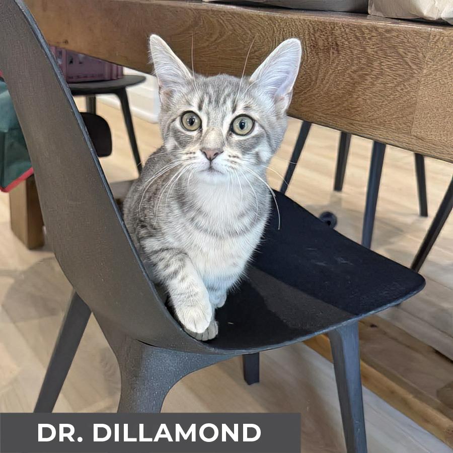 Enlarge Dr. Dillamond, a Adoptable Domestic Short Hair in Etobicoke, ON image 4/4