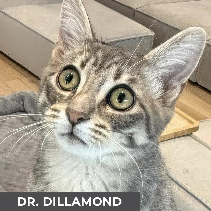 Enlarge Dr. Dillamond, a Adoptable Domestic Short Hair in Etobicoke, ON image 1/4