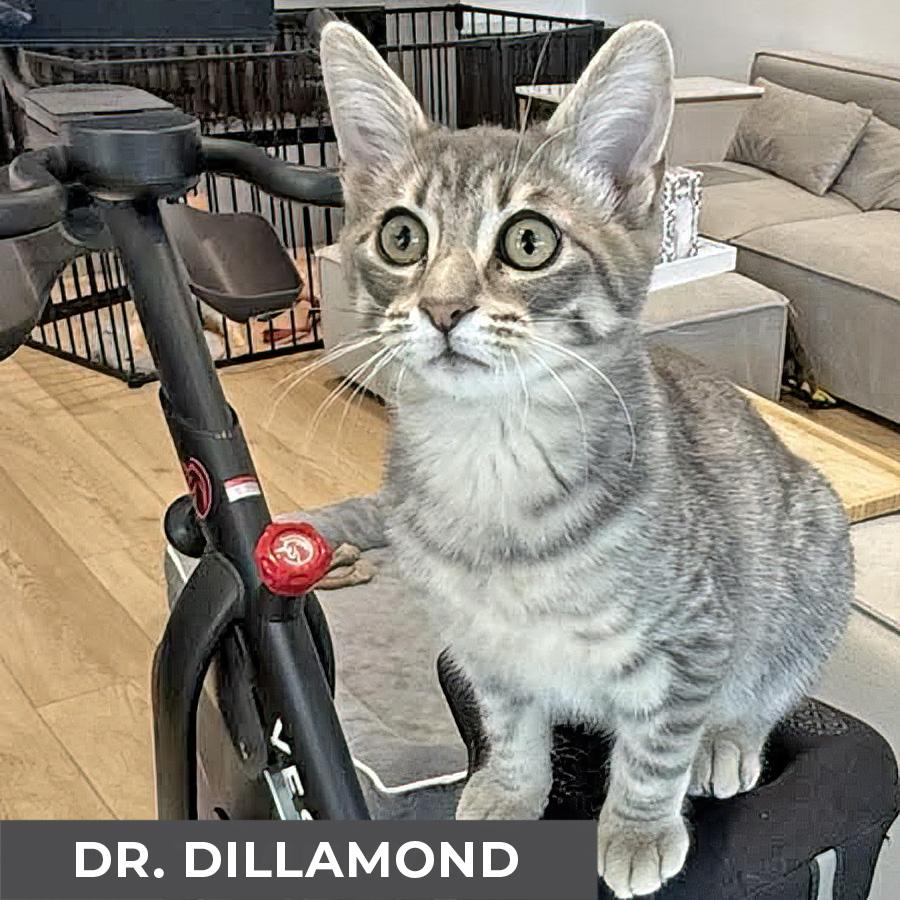 Enlarge Dr. Dillamond, a Adoptable Domestic Short Hair in Etobicoke, ON image 2/4