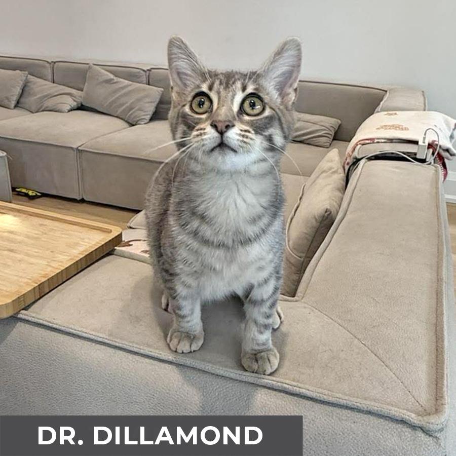 Enlarge Dr. Dillamond, a Adoptable Domestic Short Hair in Etobicoke, ON image 3/4