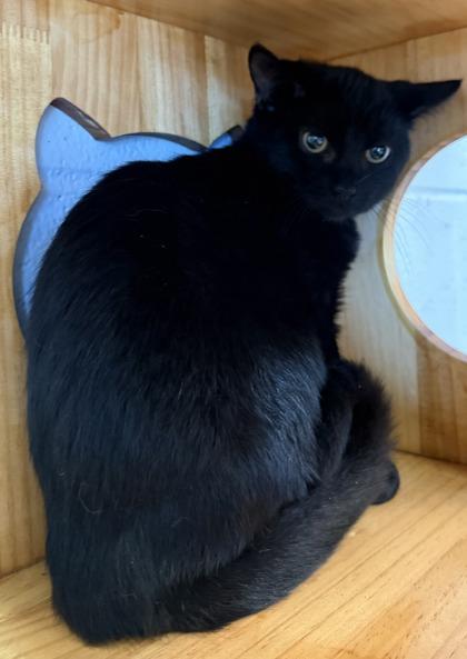 Misty ( Barn Cat ) photo