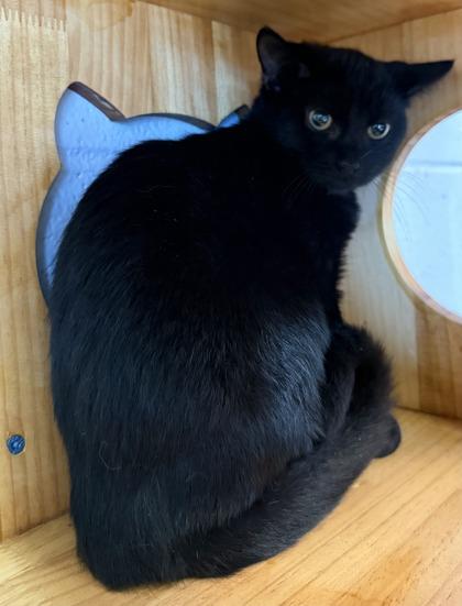 Enlarge Misty ( Barn Cat ), a Adoptable mixed breed in Conway, SC image 2/2
