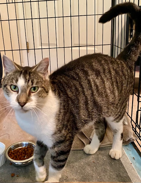 Angelica, a Adoptable Domestic Short Hair image 3/4