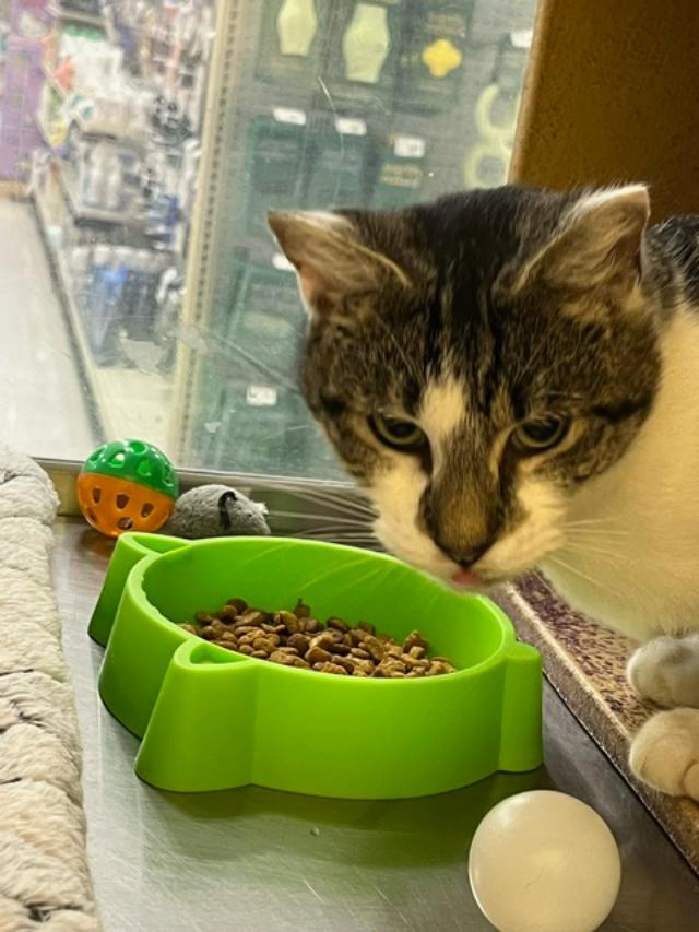 Angelica, a Adoptable Domestic Short Hair image 4/4