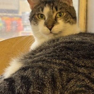 Angelica, a Adoptable Domestic Short Hair image 1/4