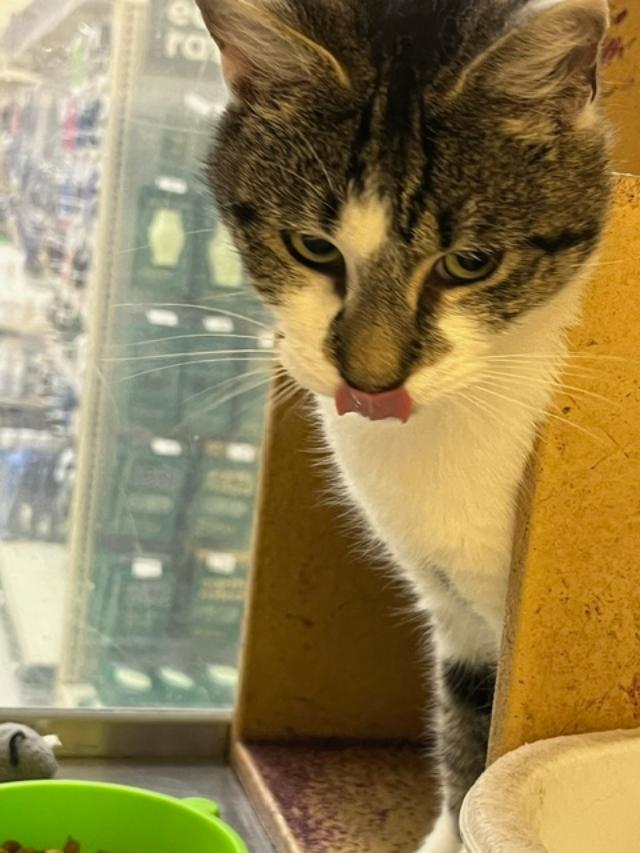 Angelica, a Adoptable Domestic Short Hair image 2/4