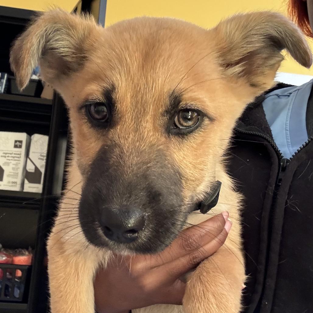 Nova (Tesha), Adoptable, Adult Female German Shepherd Dog & Mixed Breed.