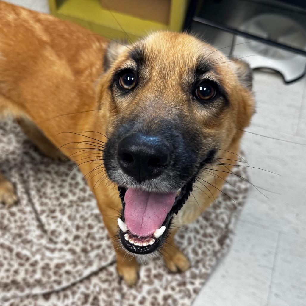 Enlarge Nova (Tesha), a Adoptable mixed breed in Clarksdale, MS image 2/3
