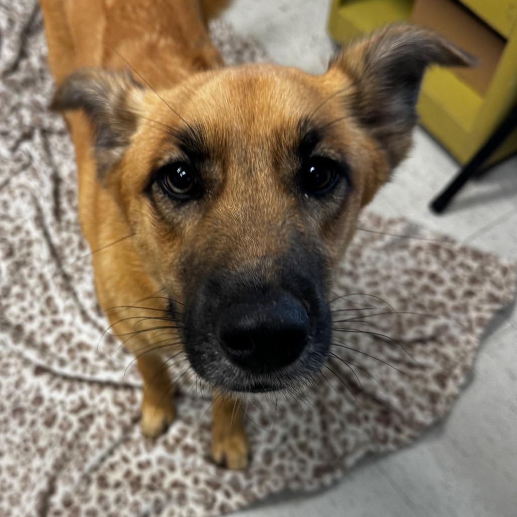 Enlarge Nova (Tesha), a Adoptable mixed breed in Clarksdale, MS image 3/3