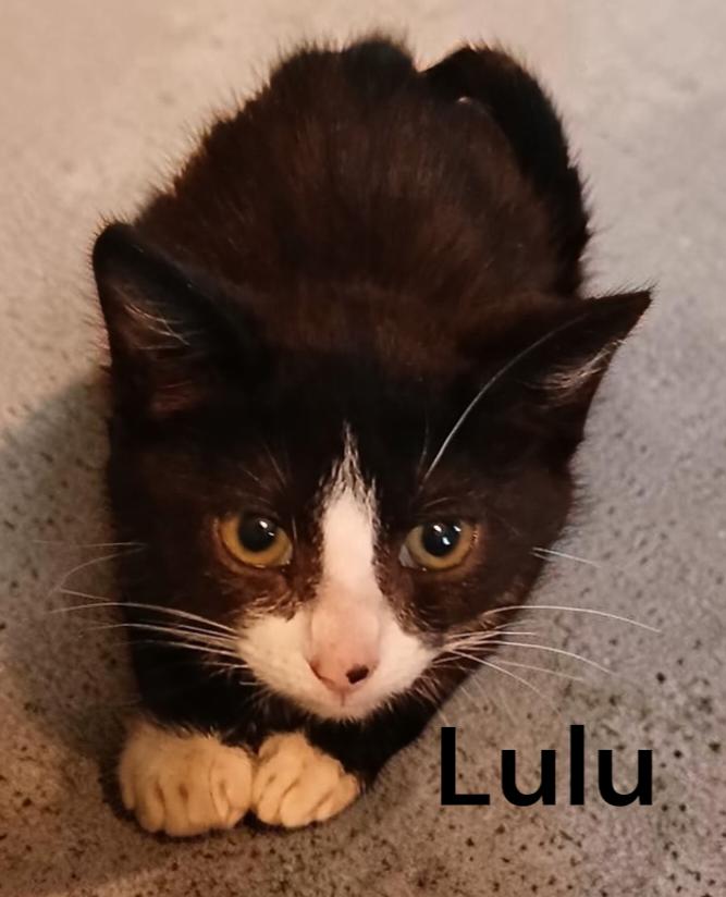 Enlarge Lulu, a Adoptable Tuxedo in Weems, VA image 1/1