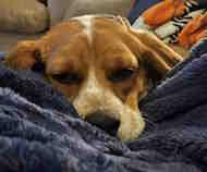 Rosario, ADOPTABLE, Young Female Beagle.
