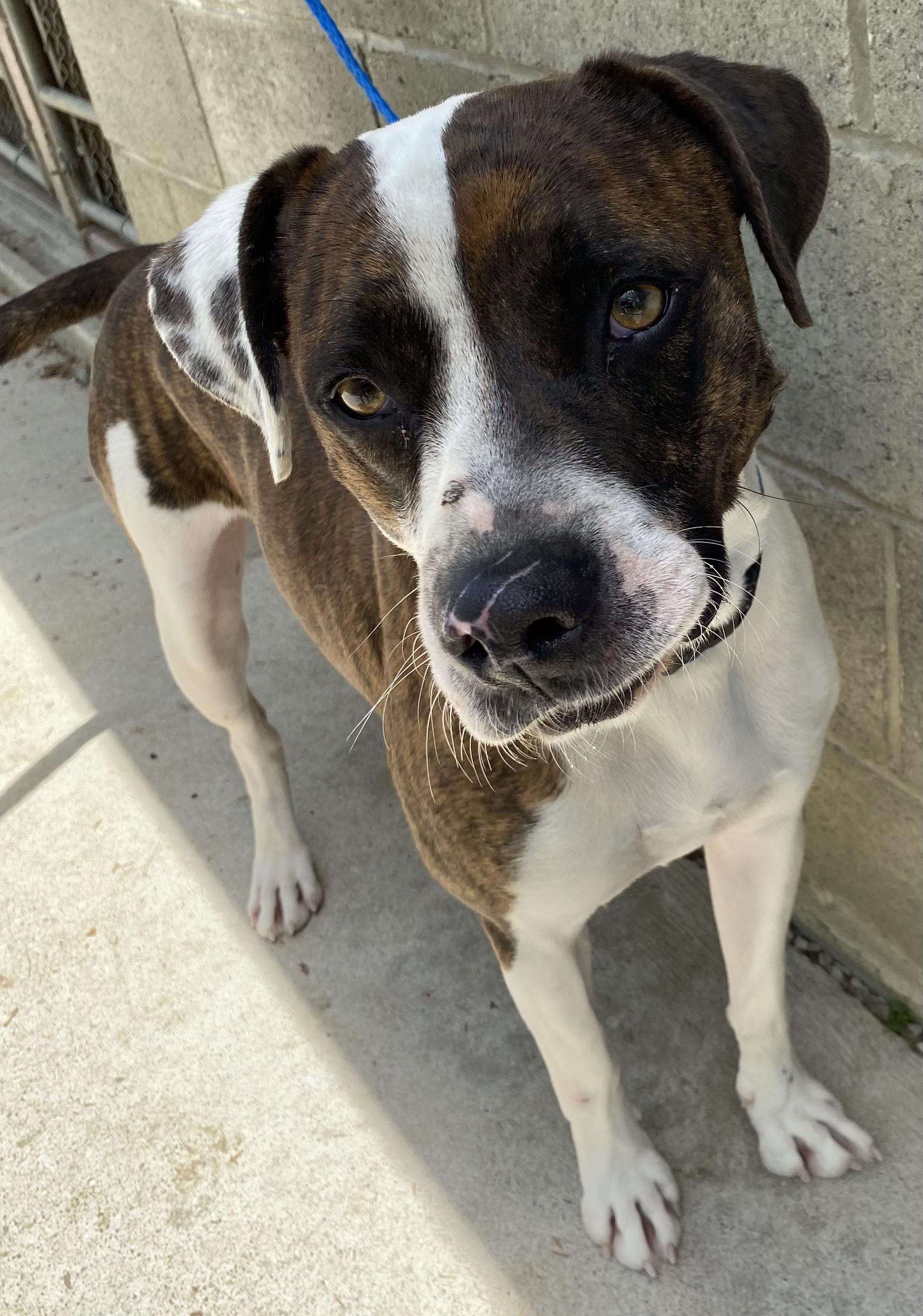 Petey 4