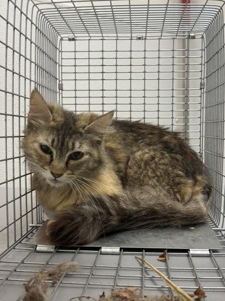 Working Cat- Paprika, Adoptable, Adult Female Domestic Medium Hair.