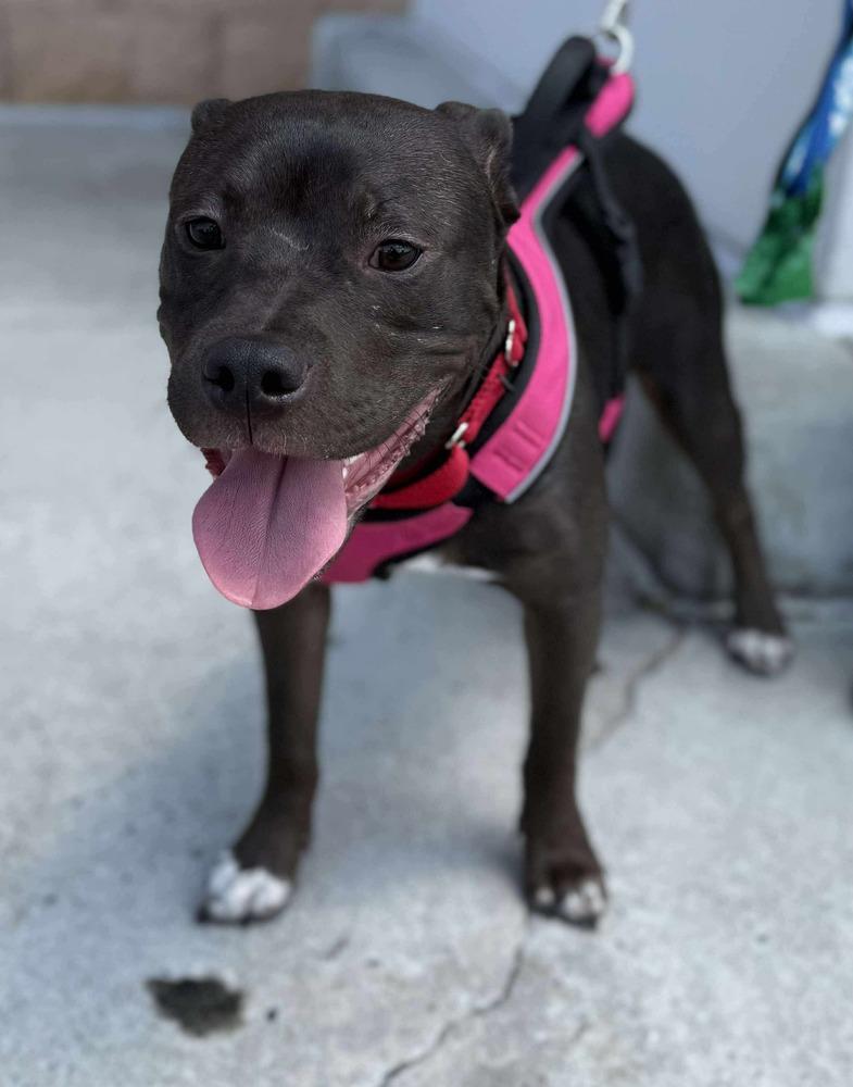 Linus (Linus & Lucy), Adoptable, Young Male Pit Bull Terrier & American Staffordshire Terrier.