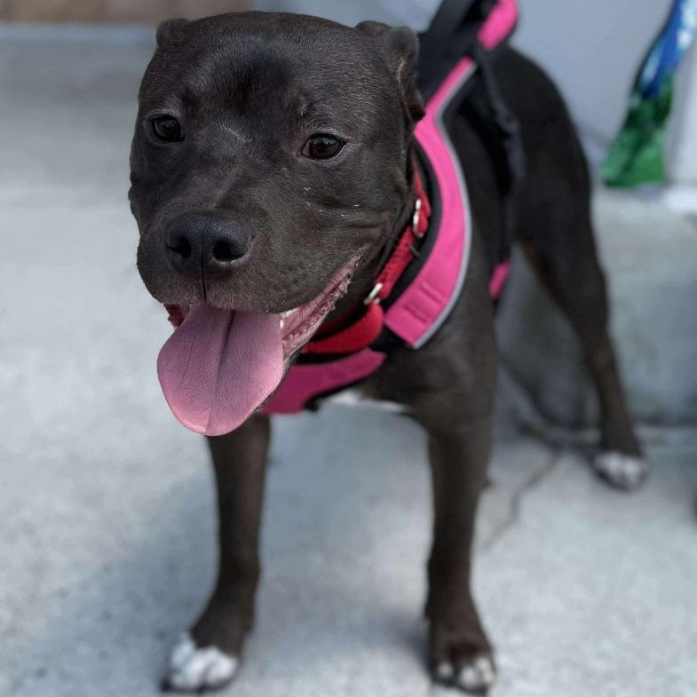 Enlarge Linus (Linus & Lucy), a Adoptable mixed breed in Wenonah, NJ image 1/1