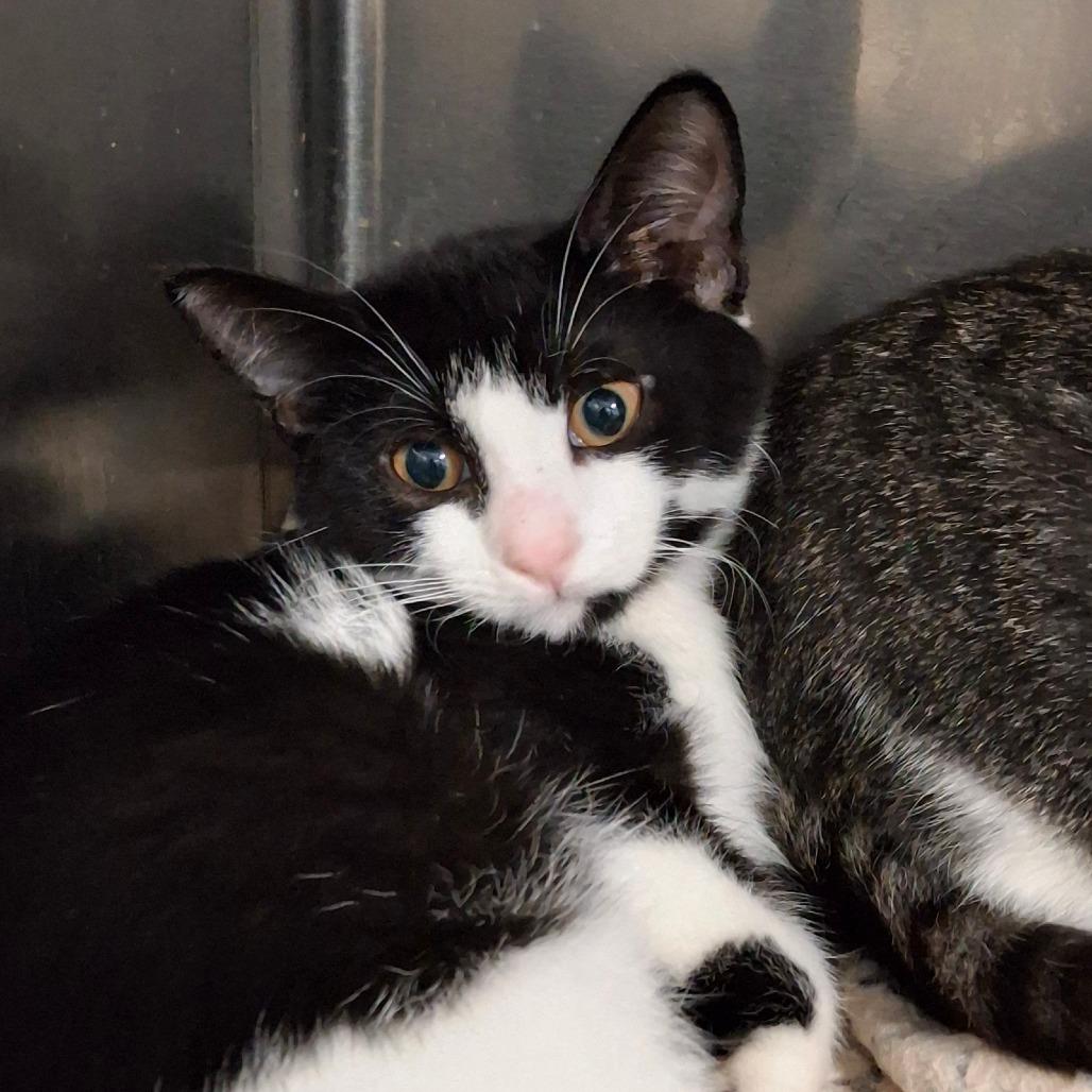 Curry, Adoptable, Young Female Domestic Short Hair.