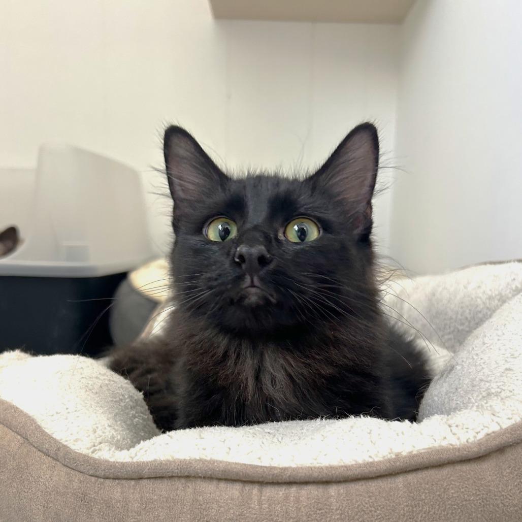 Enlarge Ember, a Adoptable Domestic Medium Hair in St. Louis, MO image 1/2