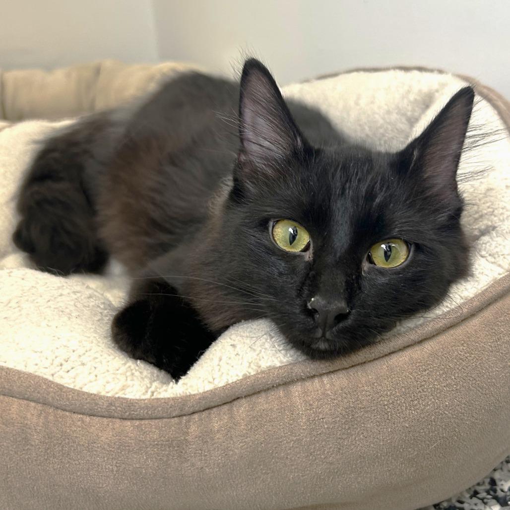 Enlarge Ember, a Adoptable Domestic Medium Hair in St. Louis, MO image 2/2