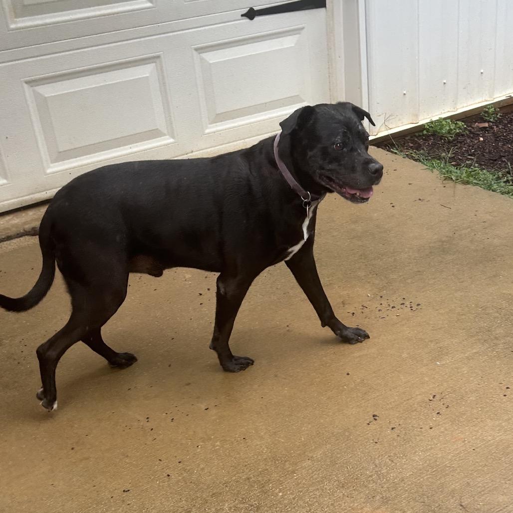 Rowdy, Adoptable, Senior Male Boxer & Terrier.