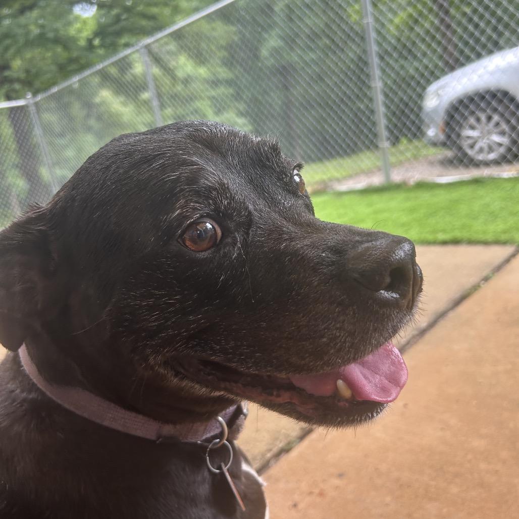 Enlarge Rowdy, a Adoptable mixed breed in Tuscaloosa, AL image 2/6