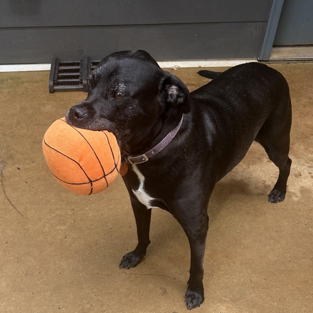 Enlarge Rowdy, a Adoptable mixed breed in Tuscaloosa, AL image 3/6
