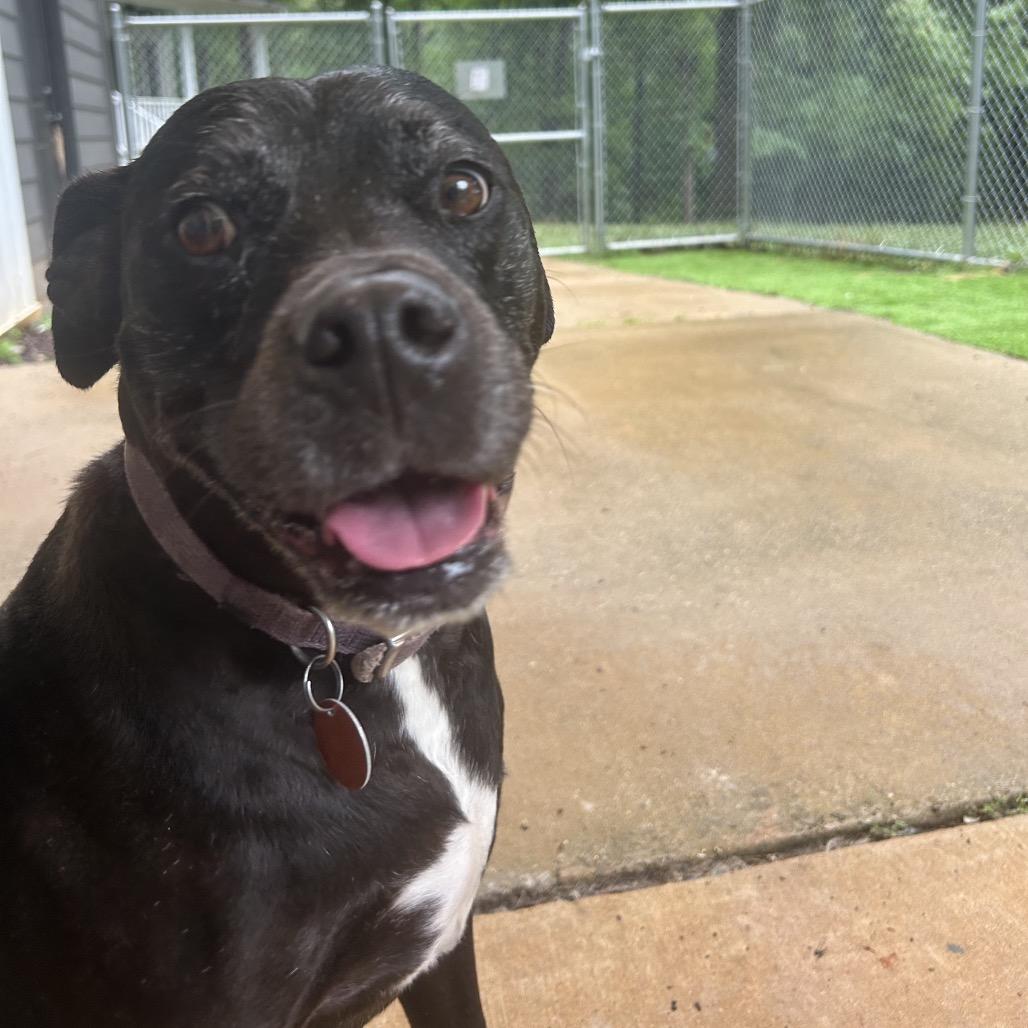 Enlarge Rowdy, a Adoptable mixed breed in Tuscaloosa, AL image 4/6