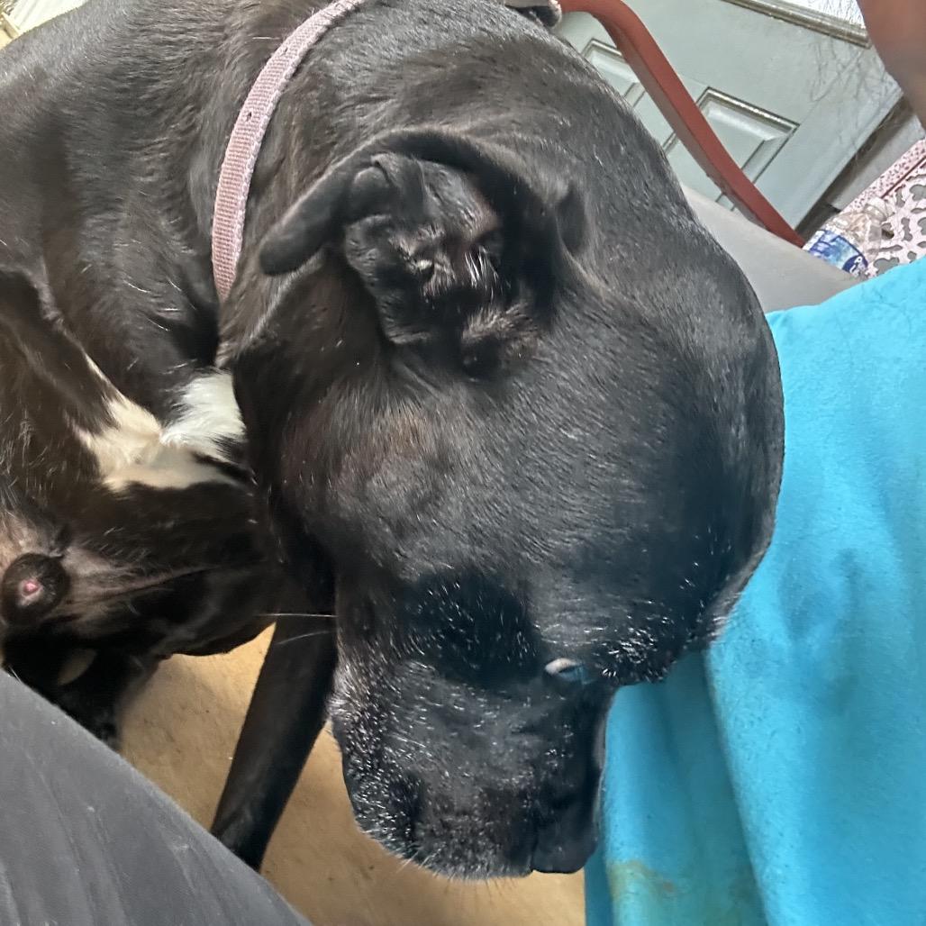 Enlarge Rowdy, a Adoptable mixed breed in Tuscaloosa, AL image 5/6