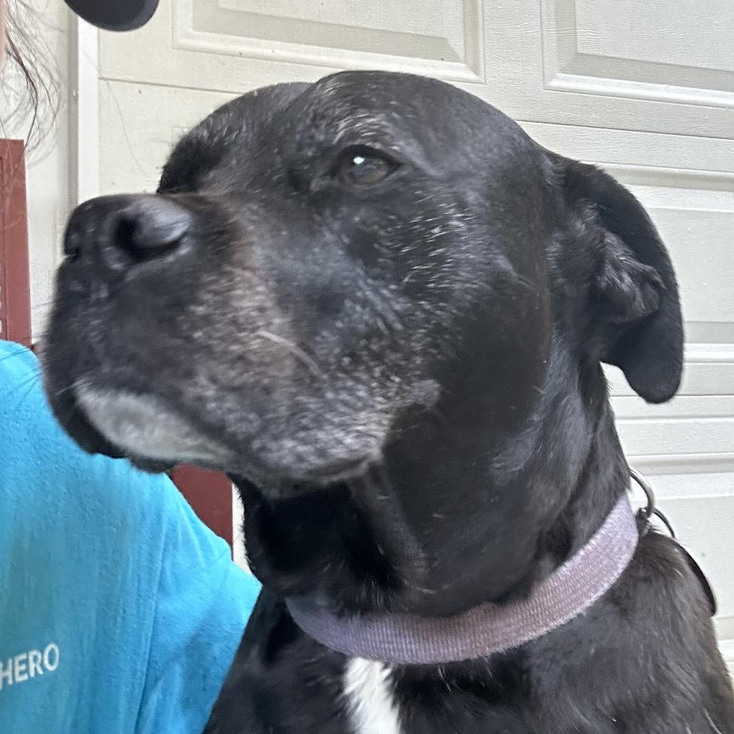 Enlarge Rowdy, a Adoptable mixed breed in Tuscaloosa, AL image 6/6