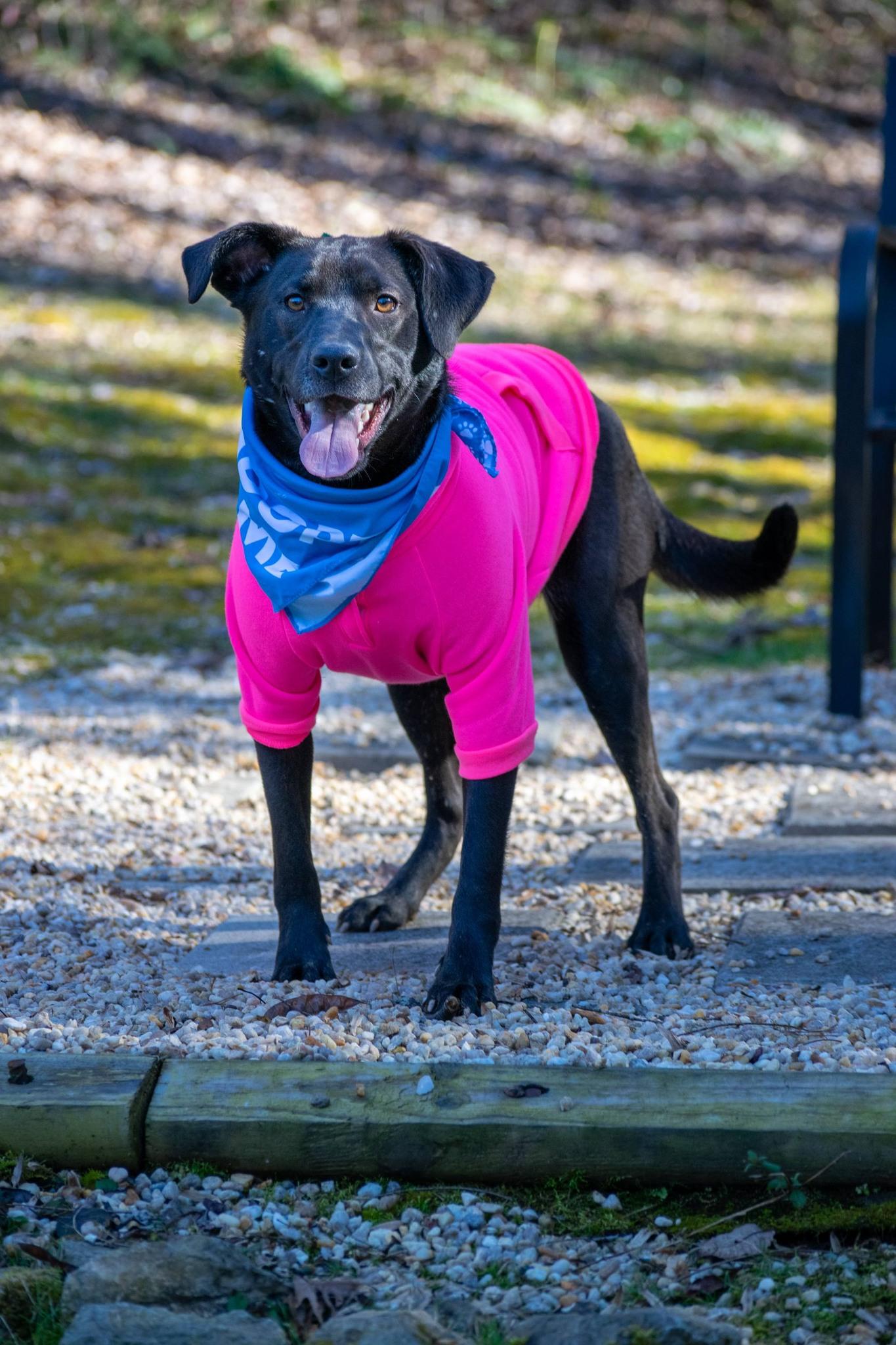 Enlarge PopTart, a ADOPTABLE Chocolate Labrador Retriever in Sevierville, TN image 2/6