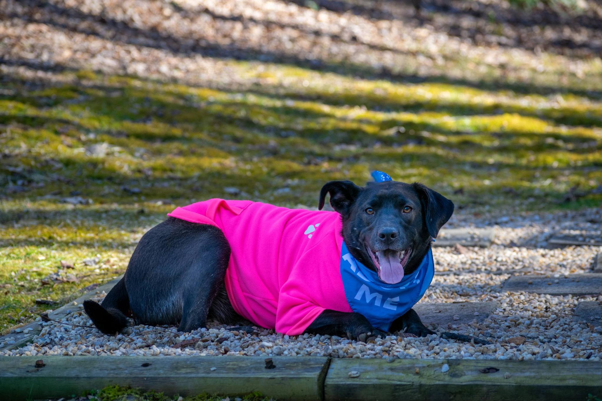 Enlarge PopTart, a ADOPTABLE Chocolate Labrador Retriever in Sevierville, TN image 3/6