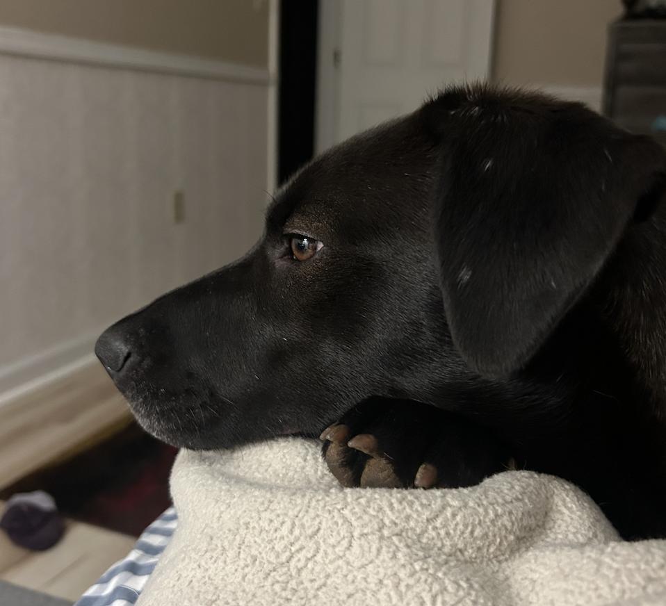 Enlarge PopTart, a ADOPTABLE Chocolate Labrador Retriever in Sevierville, TN image 2/6