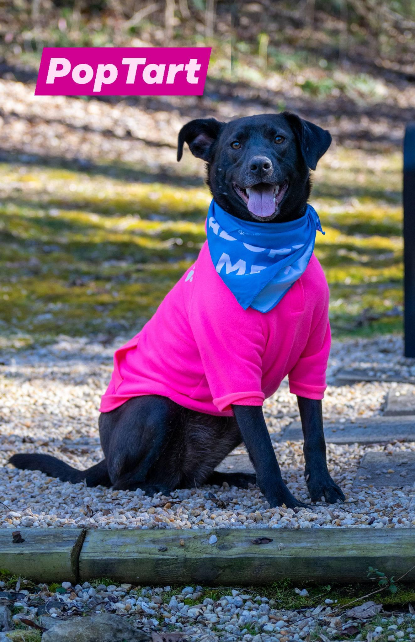 PopTart, ADOPTABLE, Young Female Chocolate Labrador Retriever.